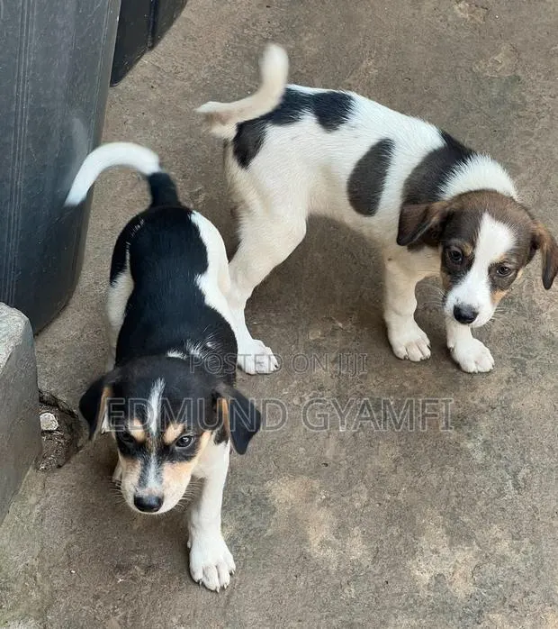 1-3 months Male Mixed Breed Mongrel (No Breed) · Photo 1