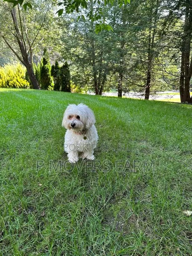 1-3 months Male Purebred Poodle · Photo 1