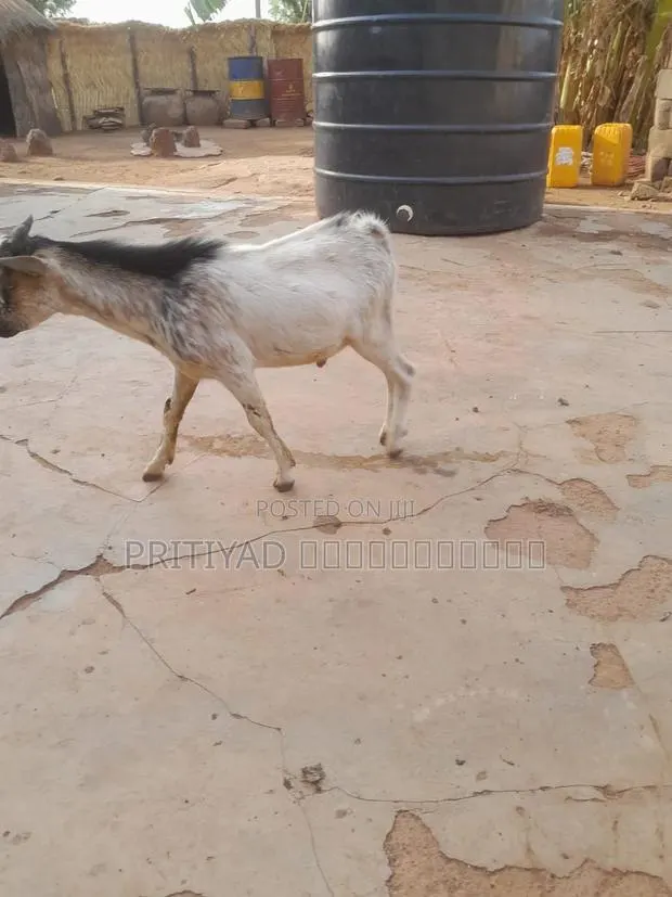 Male Health Goats · Photo 1