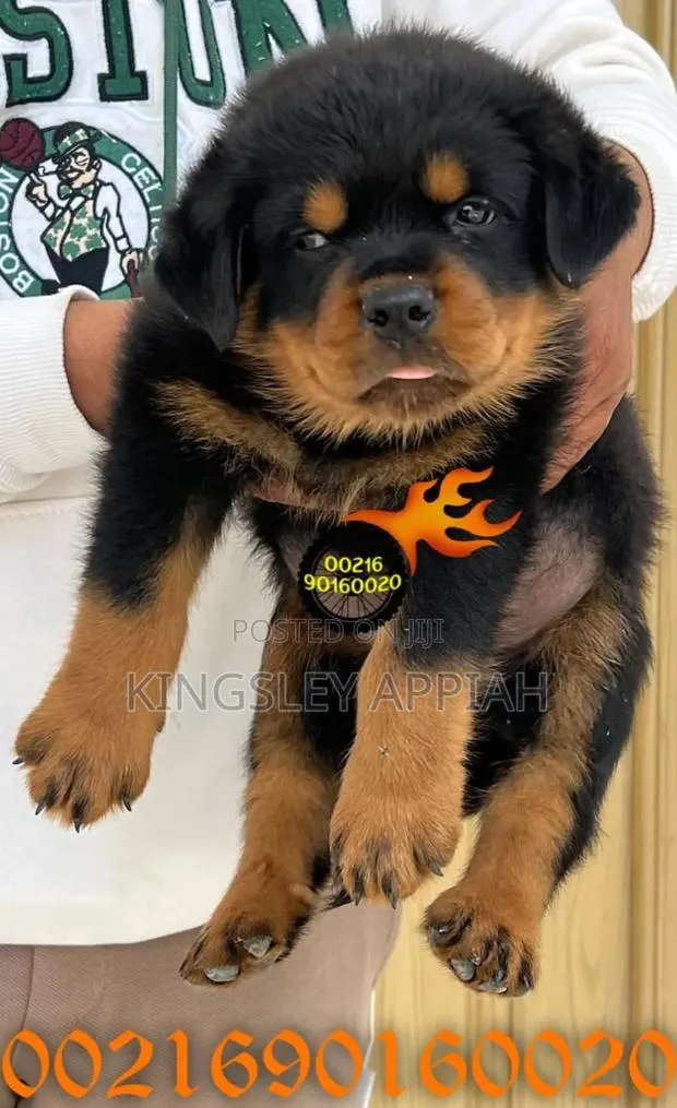 1-3 months Male Purebred Rottweiler · Photo 1
