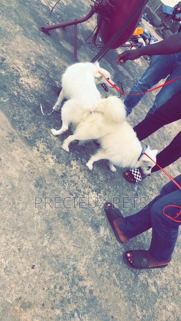 Stud Services For American Eskimo · Photo 8