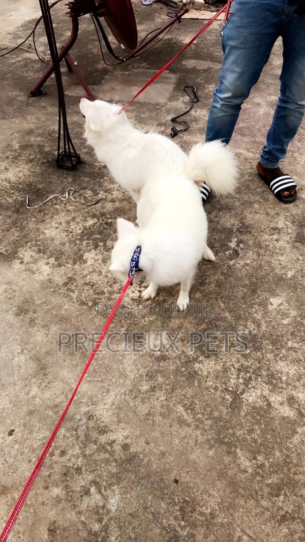 Stud Services For American Eskimo
