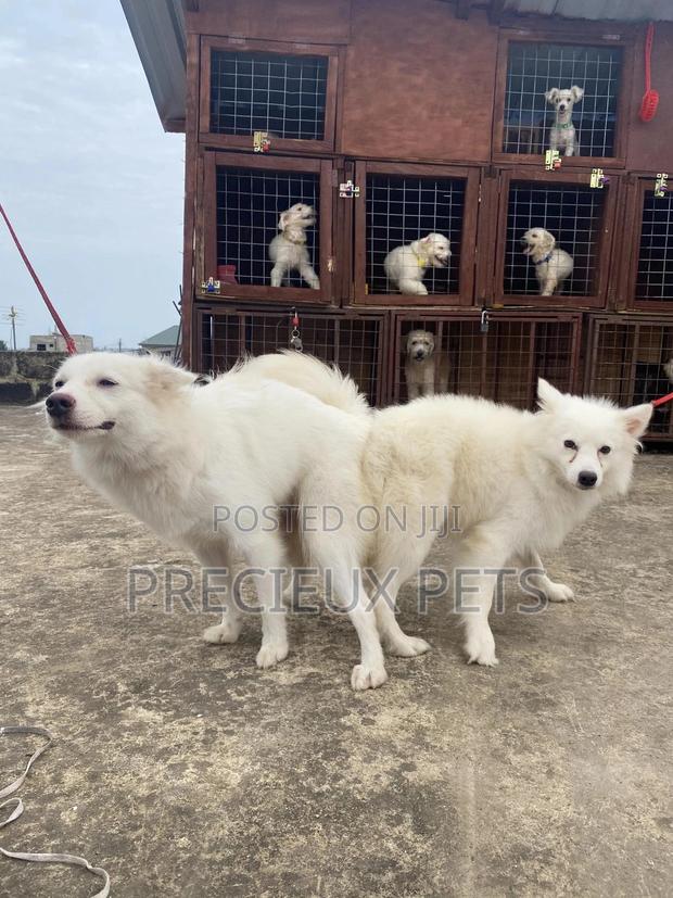 Stud Services For American Eskimo · Photo 2