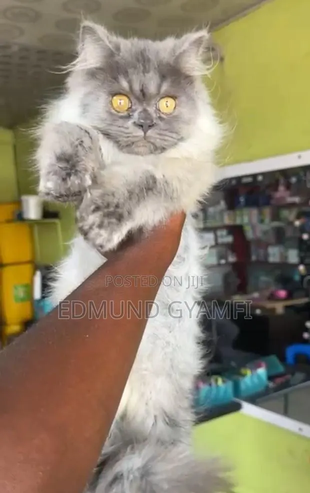 3-6 months Male Purebred Persian