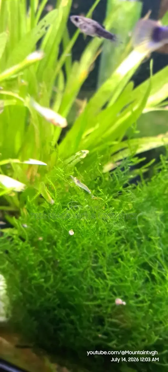 Java Moss Plant · Photo 4