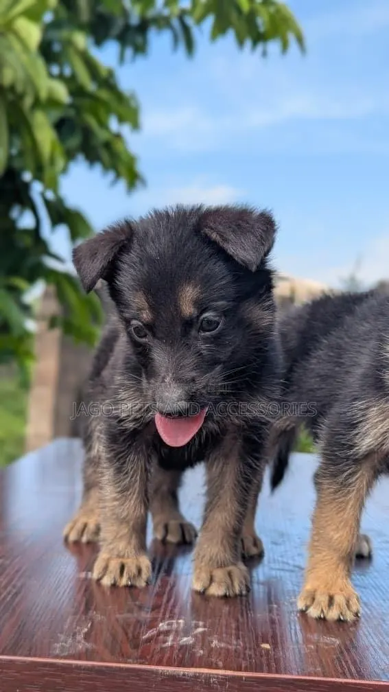 1-3 months Female Purebred German Shepherd · Photo 1