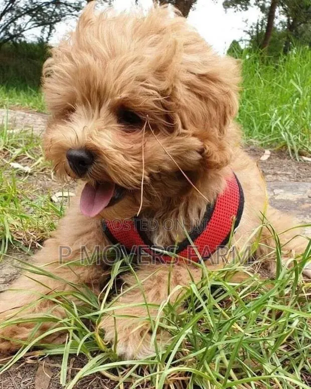1-3 months Male Purebred Poodle · Photo 1