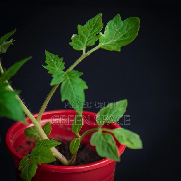 Tomato Seedlings · Photo 2