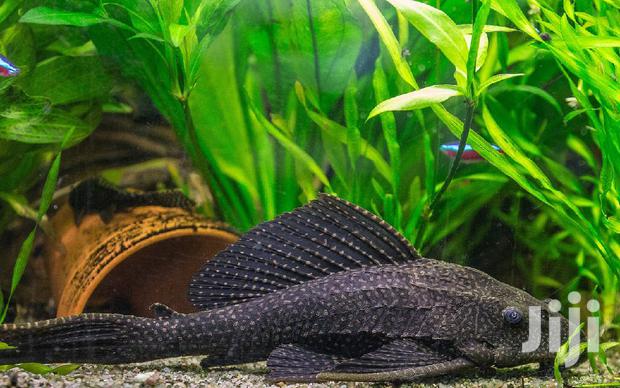 Aquarium Tank Cleaner