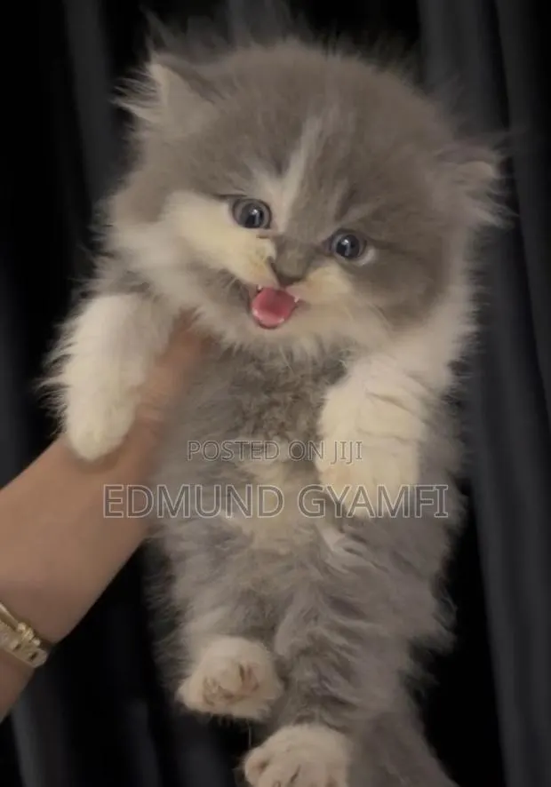 1-3 months Female Purebred Persian · Photo 1