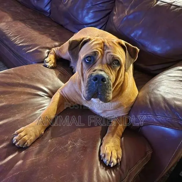 1-3 months Male Purebred Boerboel · Photo 1