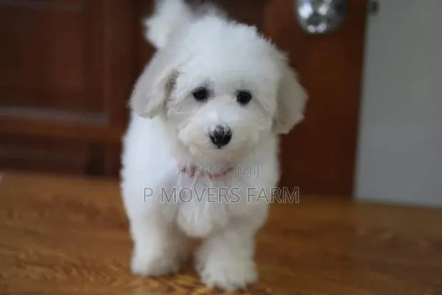 1-3 months Male Purebred Maltese · Photo 1