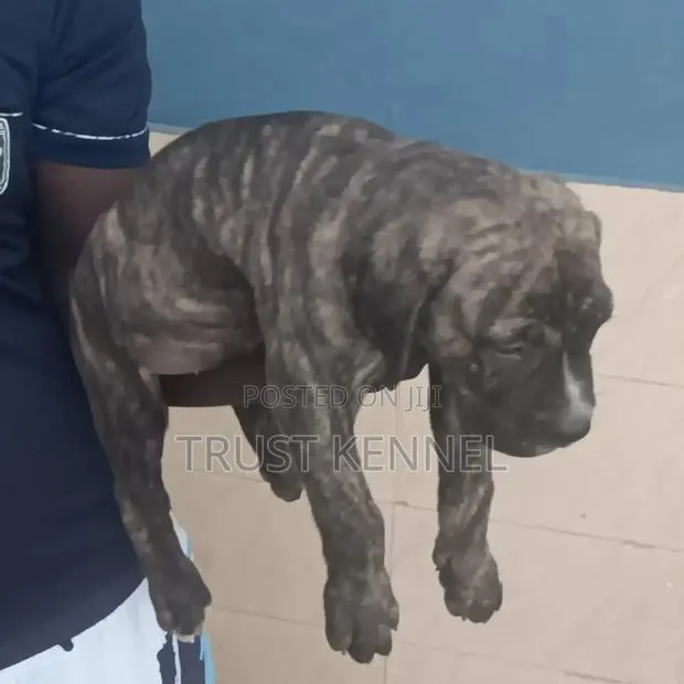 1-3 months Male Purebred Boerboel · Photo 1