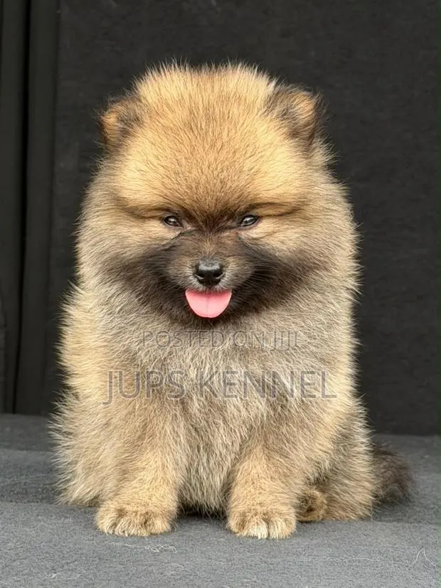 1-3 months Male Purebred Pomeranian · Photo 1