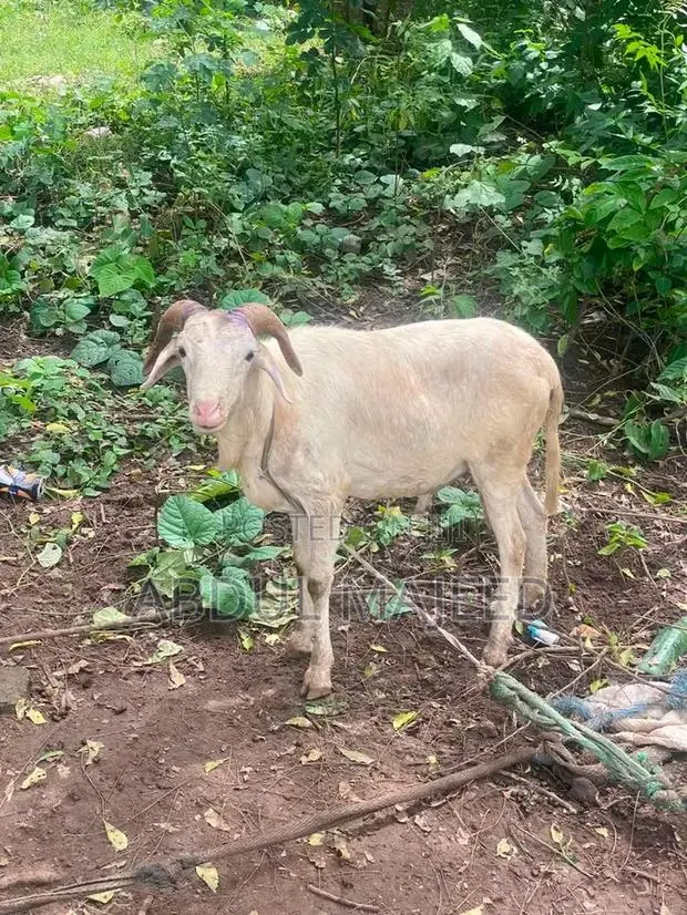 Sheep Is for Sale · Photo 1