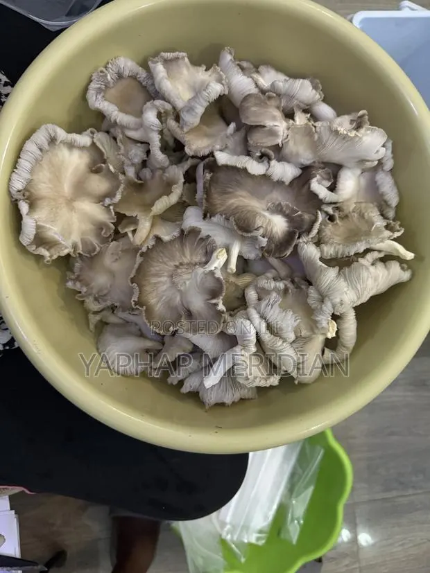Oyster Mushrooms · Photo 1