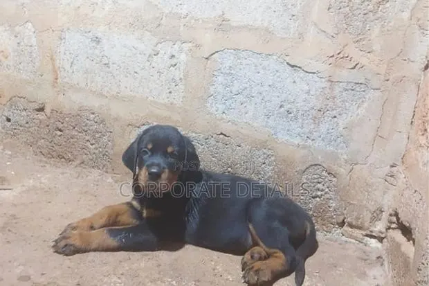 3-6 months Male Purebred Rottweiler · Photo 1
