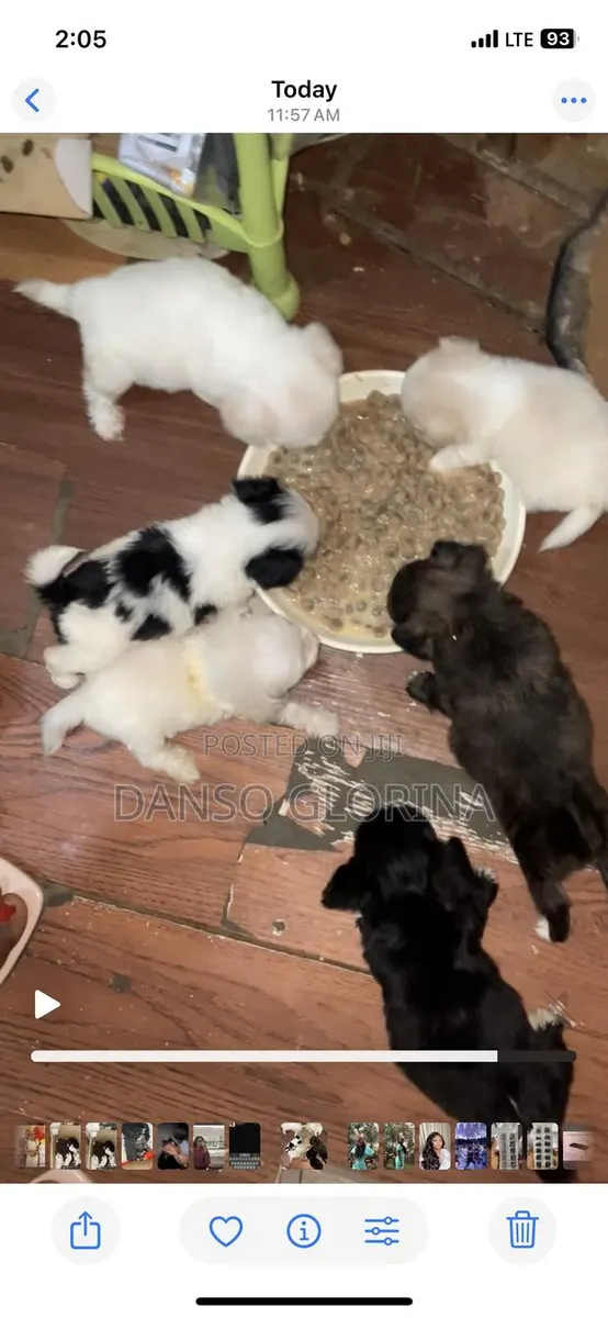 0-1 month Female Purebred Maltese · Photo 1