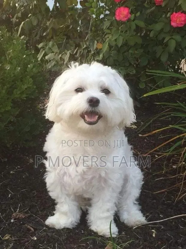 1-3 months Male Purebred Poodle · Photo 1