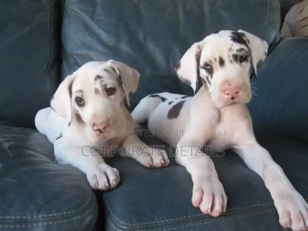 1-3 months Male Purebred Great Dane · Photo 1