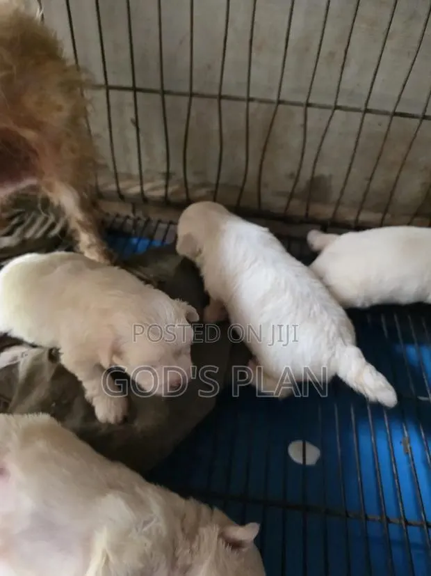 1-3 months Female Purebred Maltese