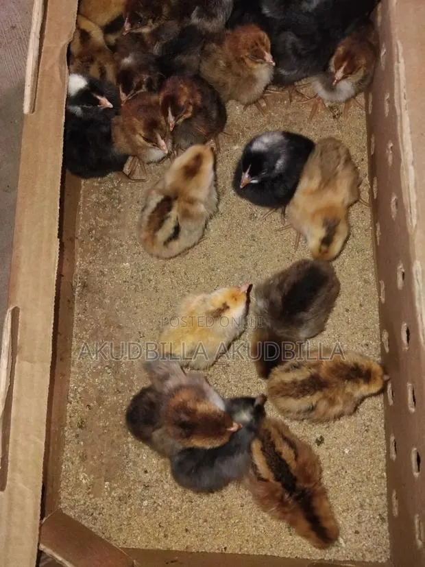 Day Old Dual Purpose Birds ( Kuroilers)On Sale · Photo 1