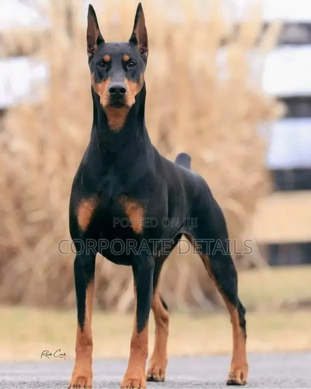 1+ year Male Purebred Doberman Pinscher · Photo 1