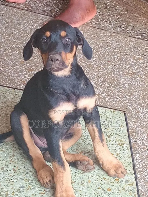 1-3 months Male Purebred Doberman Pinscher · Photo 1