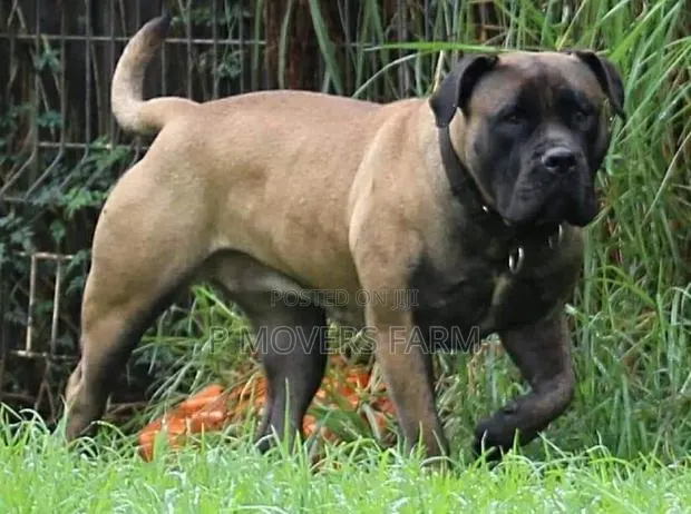 1-3 months Male Purebred Boerboel · Photo 1