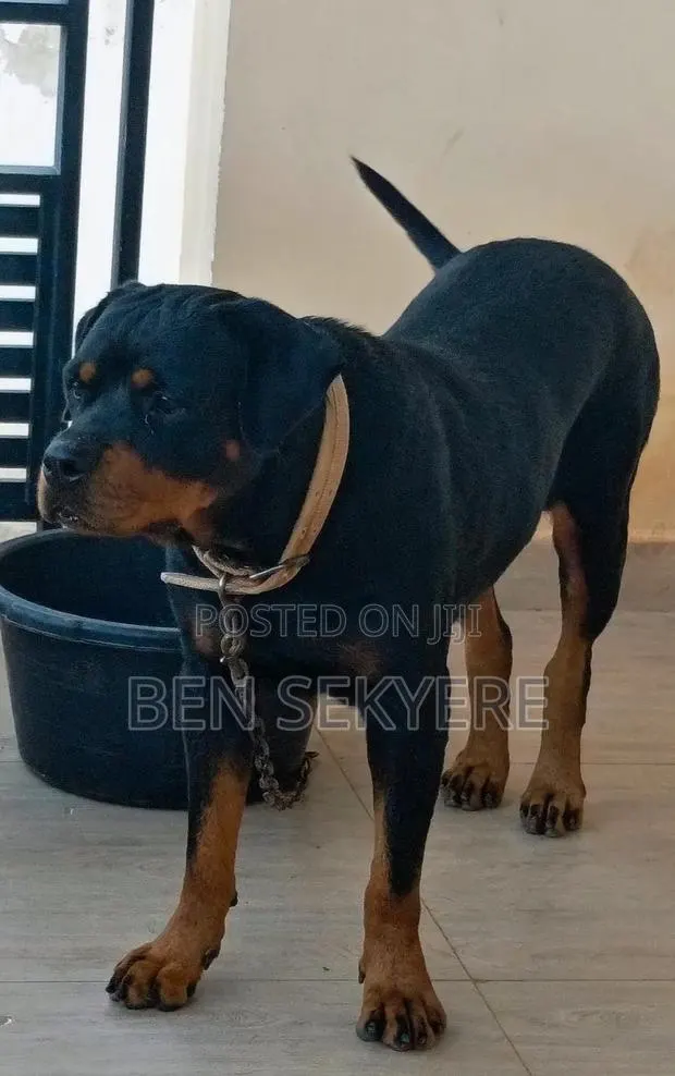1+ year Female Purebred Rottweiler