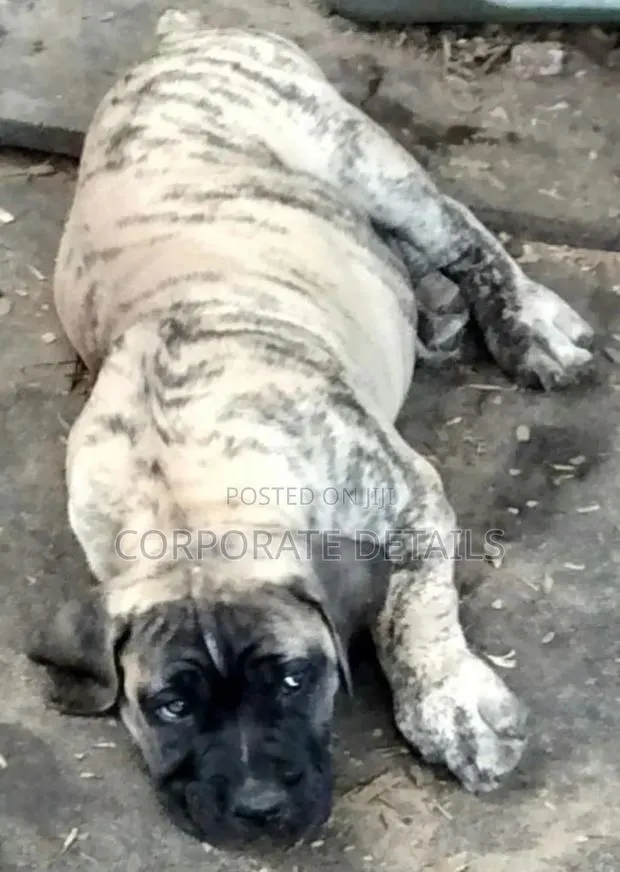3-6 months Male Purebred Boerboel · Photo 1