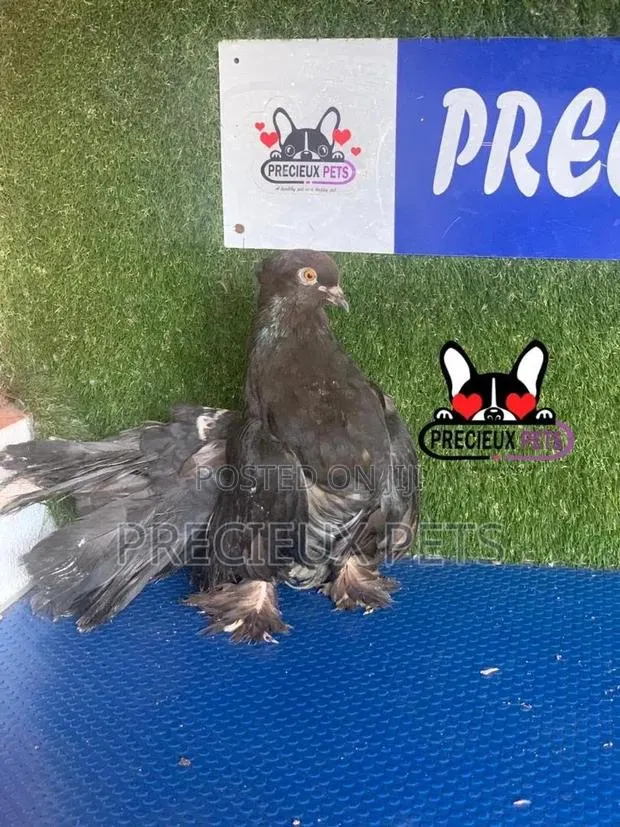 1 Pair of Black Indian Pigeons · Photo 1