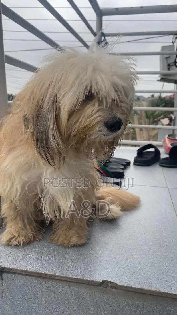1-3 months Male Purebred Maltese · Photo 2
