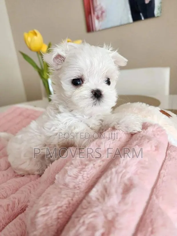 1-3 months Male Purebred Poodle · Photo 1