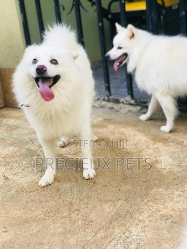 Crossing Male Purebred American Eskimo #2 · Photo 2