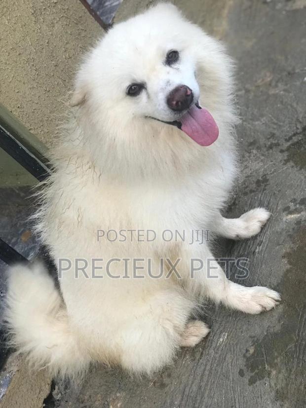 Crossing Male Purebred American Eskimo #2 · Photo 3