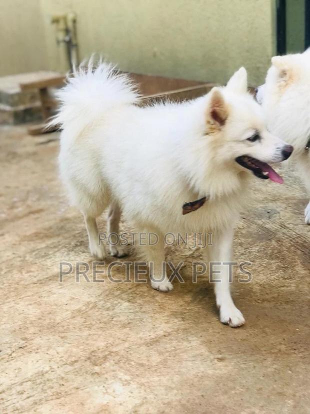 Crossing Male Purebred American Eskimo #2 · Photo 4