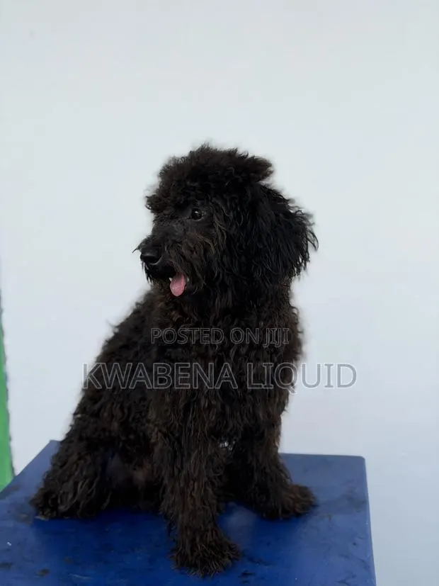 Purebred Black Poodle for Stud/Crossing, · Photo 2