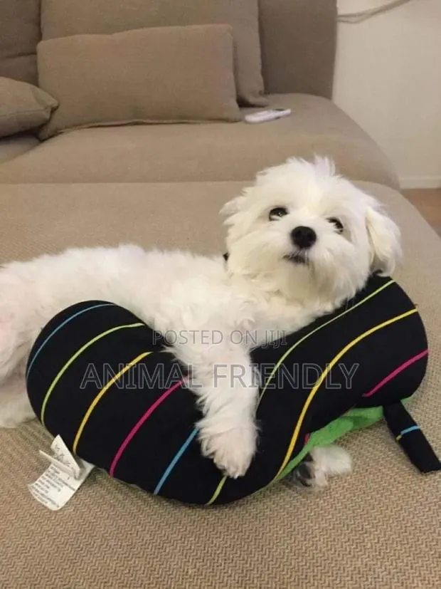 1-3 months Male Purebred Maltese · Photo 1