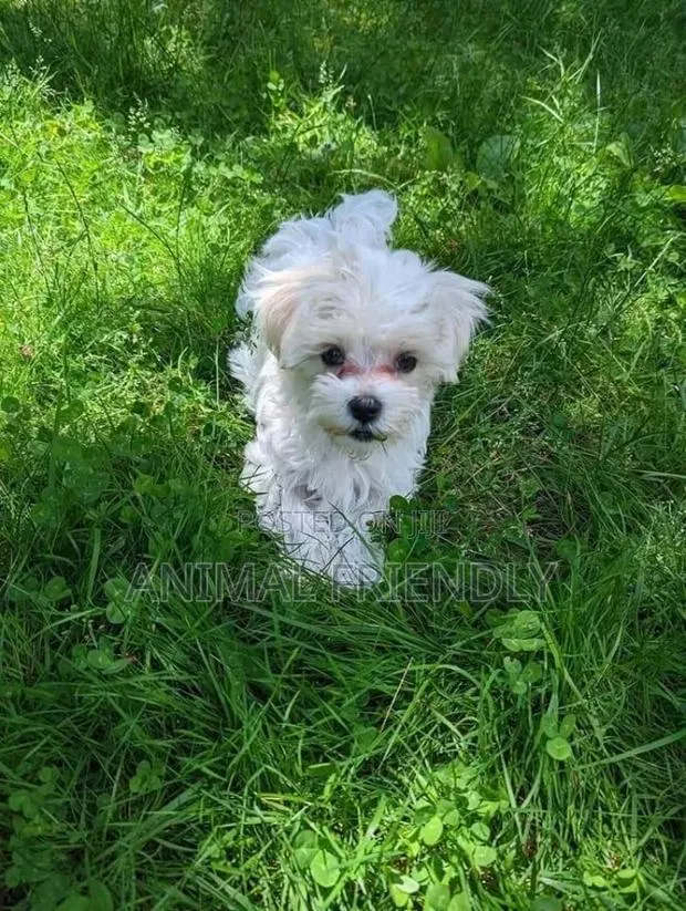 1-3 months Female Purebred Poodle · Photo 1