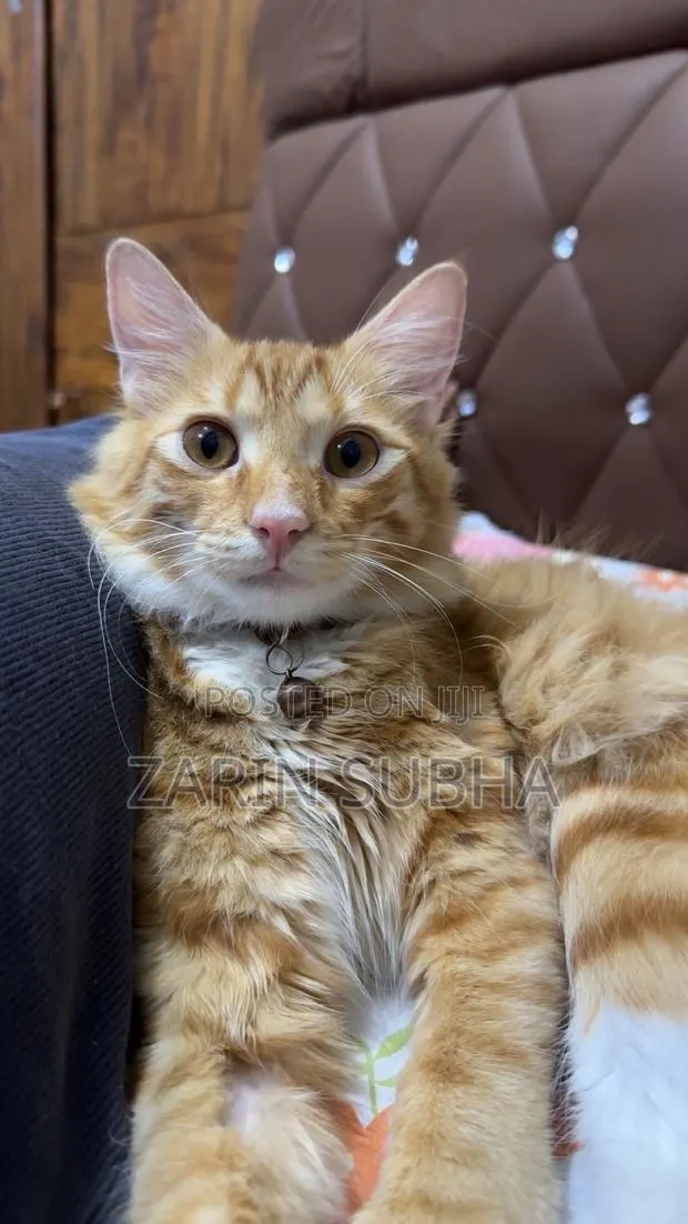 3-6 months Male Purebred Maine Coon · Photo 1