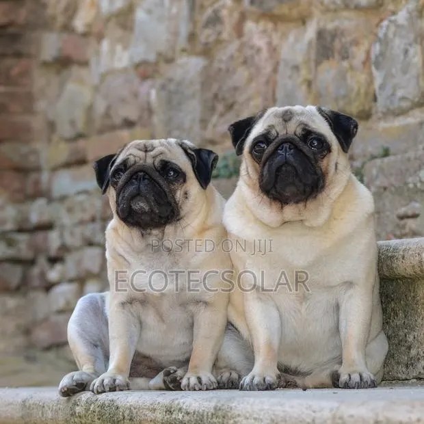 1+ year Male Purebred Pug · Photo 1