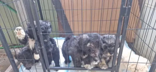 1-3 months Female Mixed Breed Poodle · Photo 1