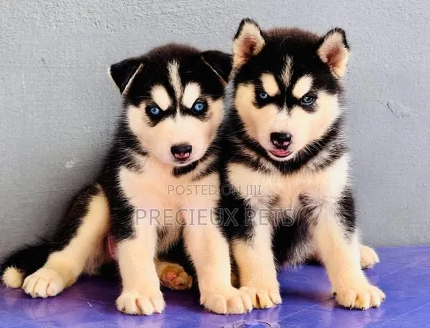 1-3 months Female Purebred Siberian Husky · Photo 1