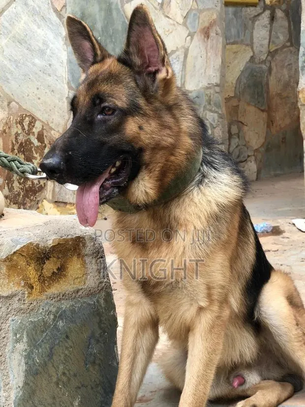German Shepherd for Stud (Crossing) · Photo 1