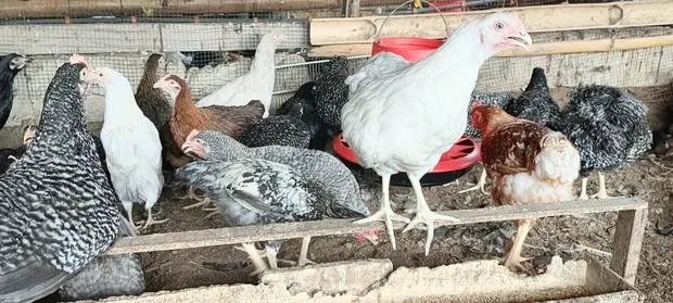 Well Vaccinated Fulani Fowls for Sell · Photo 1