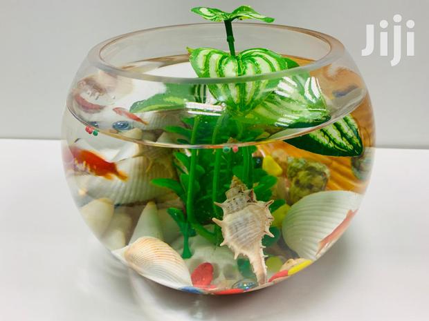 Fish Bowls · Photo 3