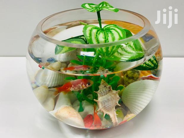 Fish Bowls · Photo 2