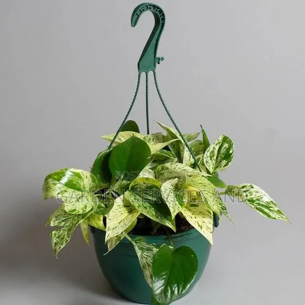 Ivy Plants for Sale Ghc70 · Photo 1