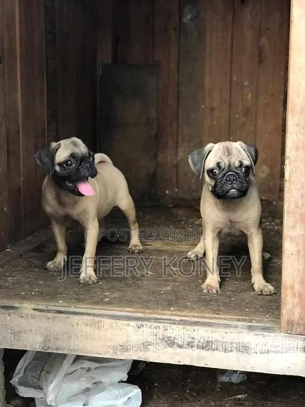 1-3 months Male Purebred Pug · Photo 1